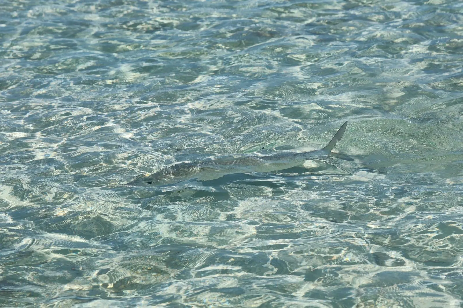 A school of bonefish visible beneath clear Exuma water